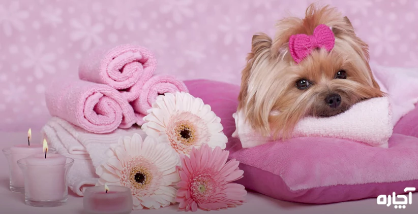 گرومینگ حیوانات خانگی در آچاره