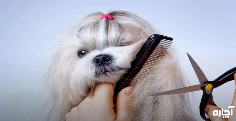 خدمات آرایش حیوانات خانگی