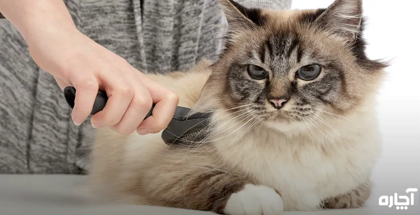 خدمات آرایش و کوتاهی موی گربه