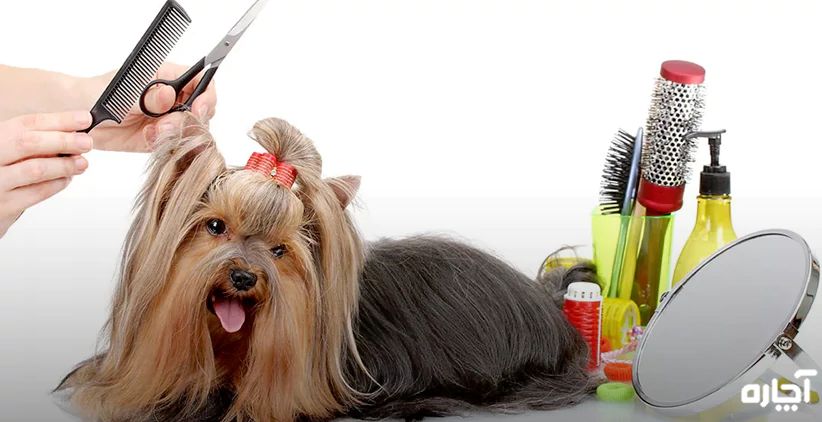 هزینه آرایش و کوتاهی موی سگ