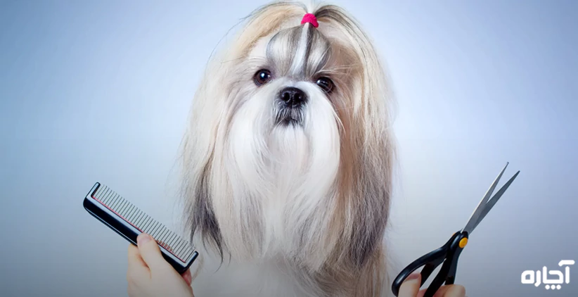 خدمات آرایش حیوانات خانگی در آچاره