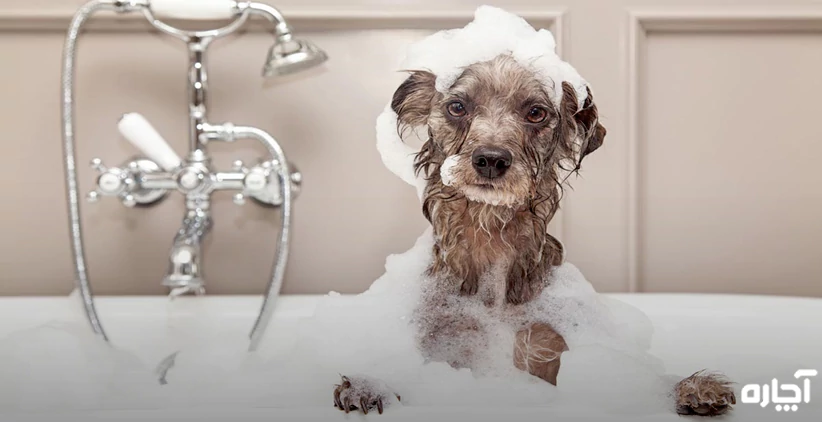 خدمات حمام کردن سگ