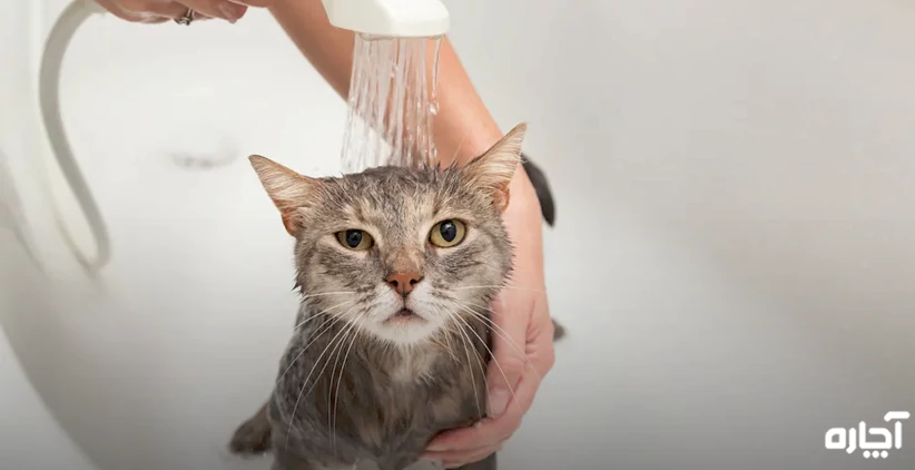 شستشوی گربه