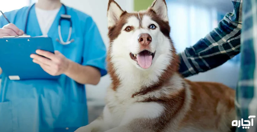 رزرو آنلاین پانسیون سگ