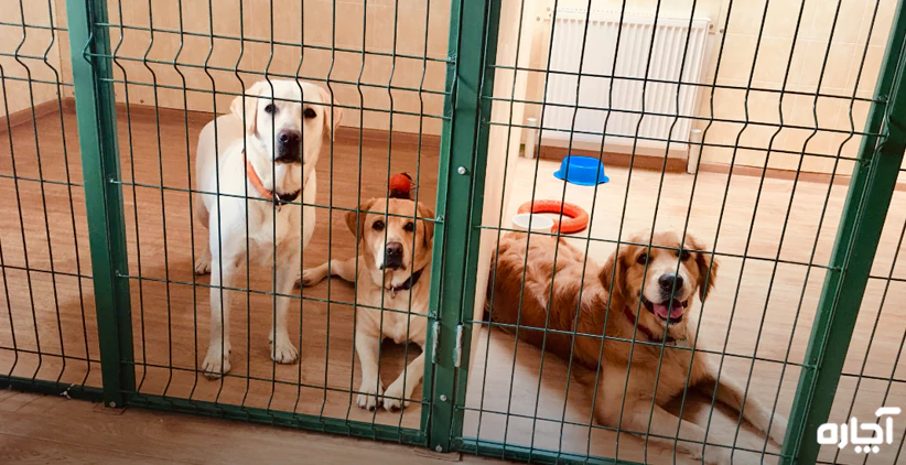 هتل سگ و هتل گربه با آچاره