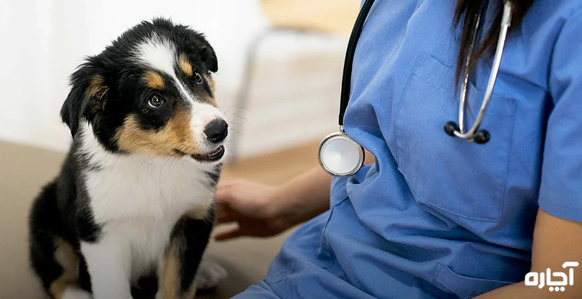 پانسیون سگ خوب