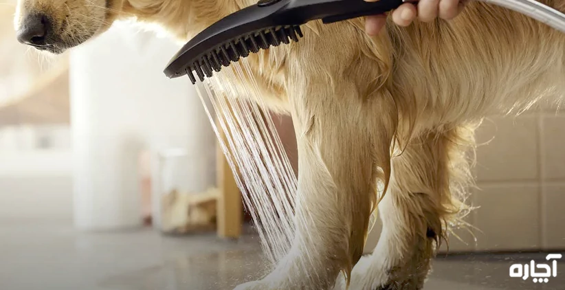 هتل سگ و هتل گربه