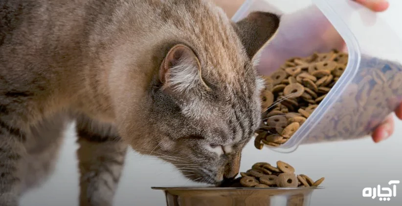 پانسیون گربه