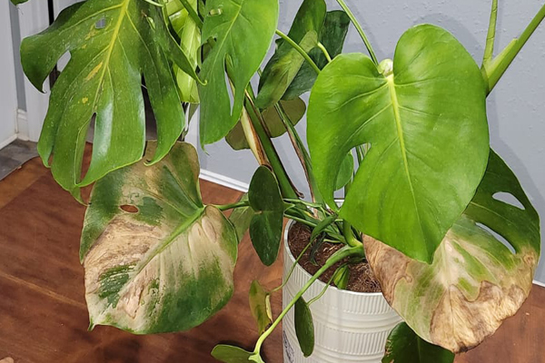 علت قهوه ای شدن برگ گیاهان آپارتمانی