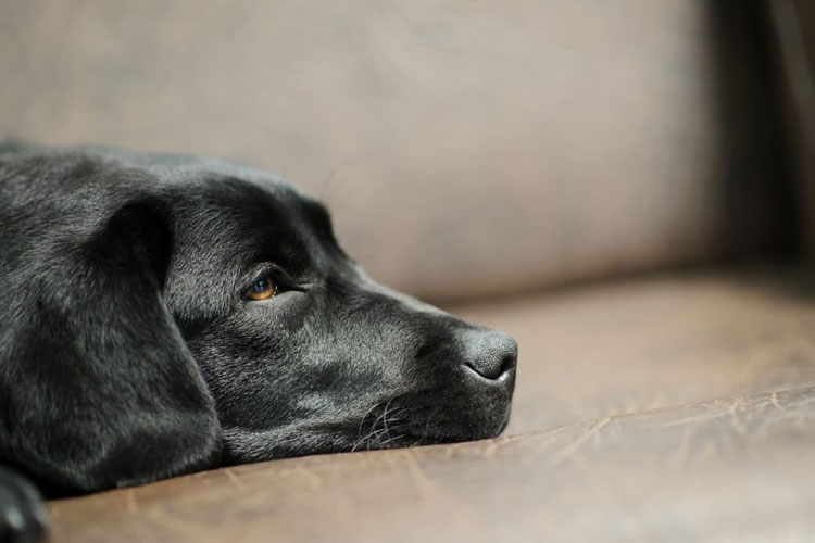 از بین بردن موی حیوانات خانگی از روی مبل