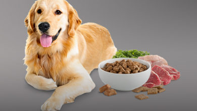 منابع پروتئینی خوب برای سگ