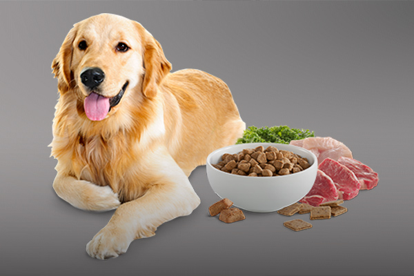 منابع پروتئینی خوب برای سگ