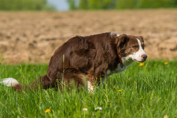 بررسی 10 علت بوی بد مدفوع سگ