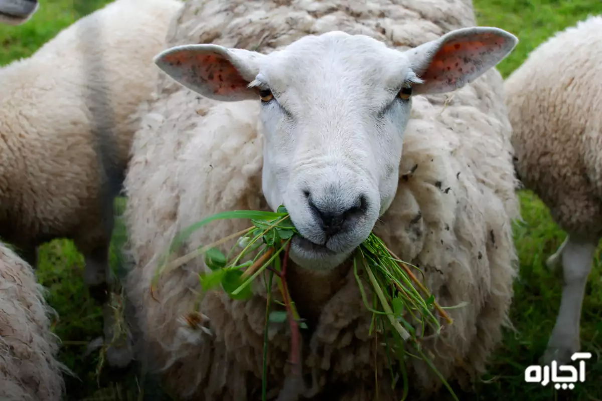 انگل گوسفند چیست
