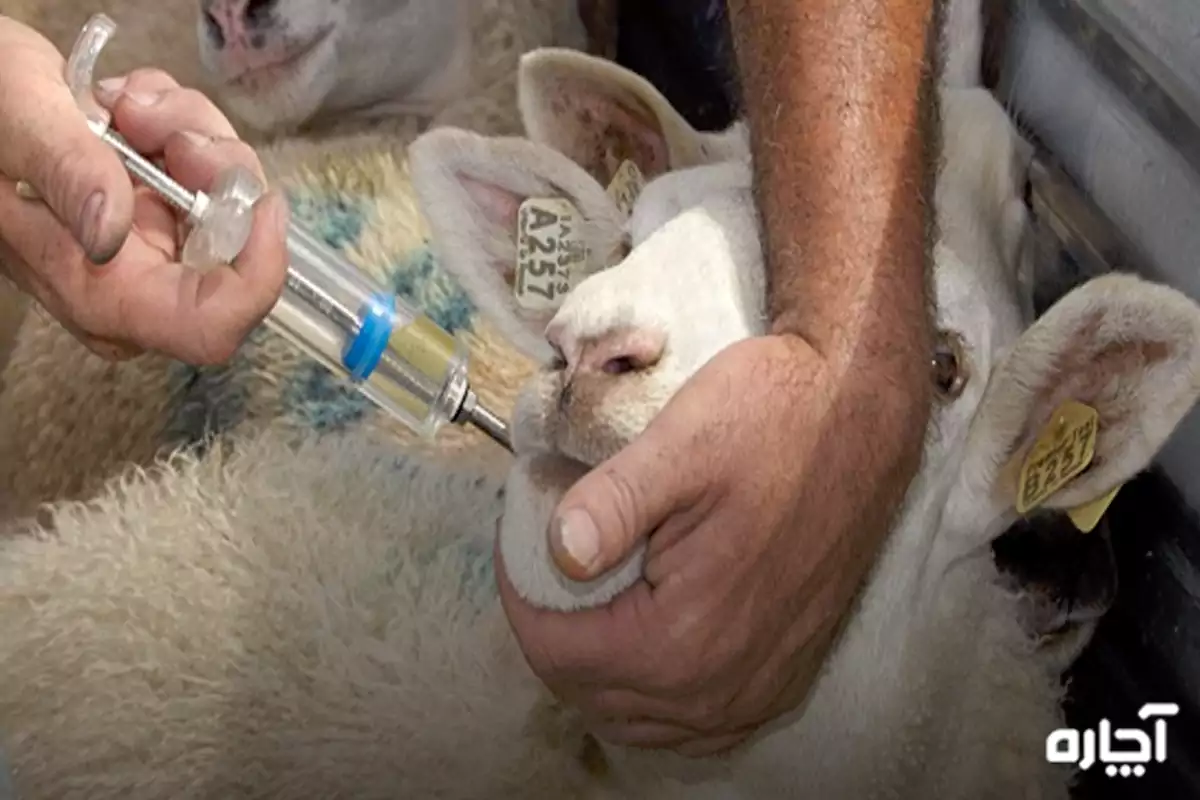 روش درمان انگل در گوسفندها