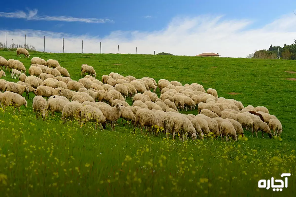 نشانه های بیماری انگل در گوسفندان