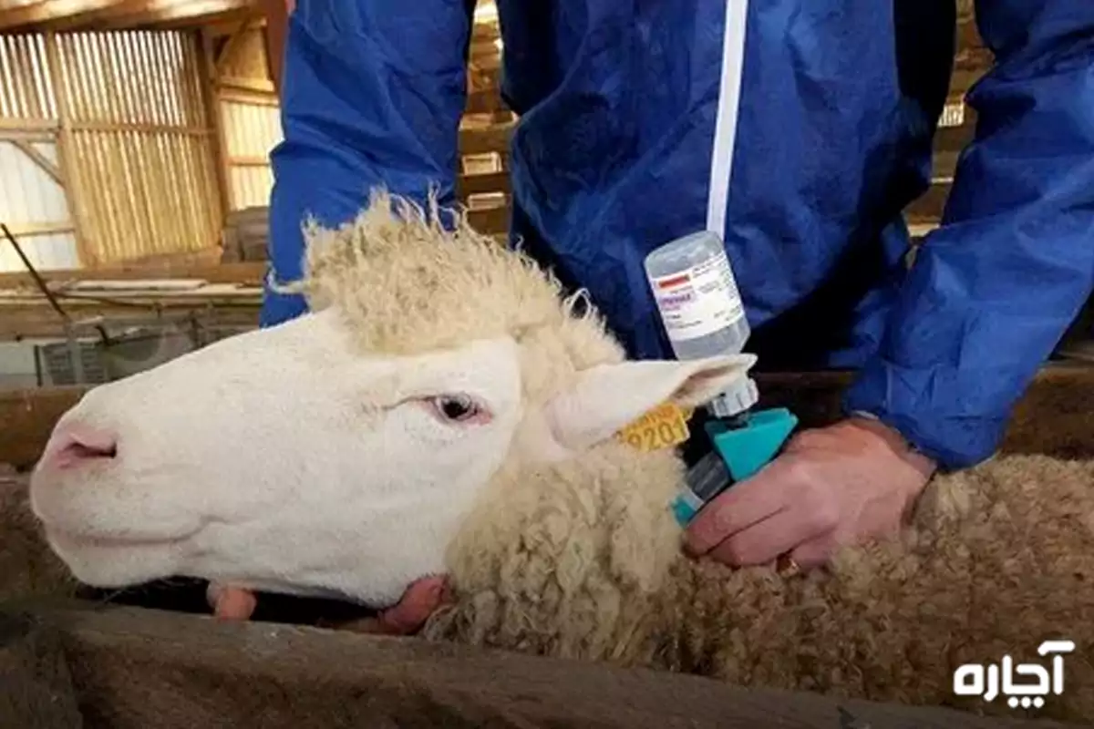 انگل در گوسفند باعث چه بیماری هایی میشود