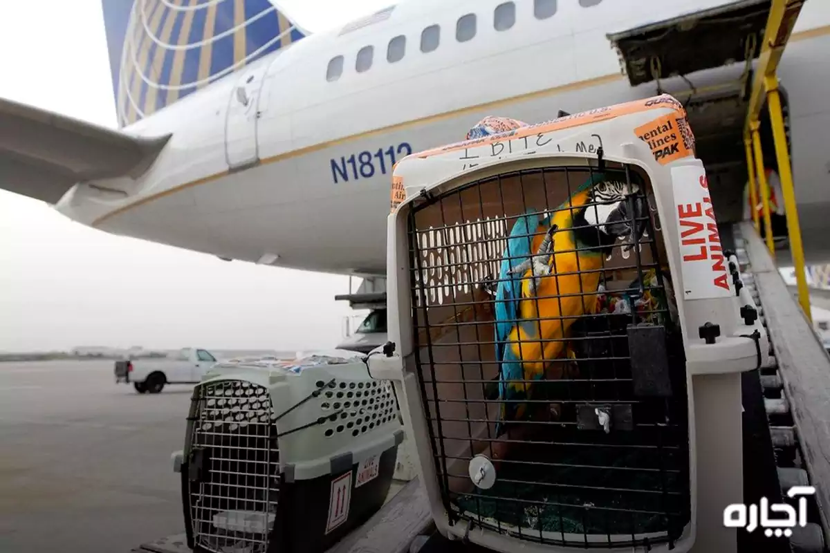 باکس حمل سگ مخصوص هواپیما