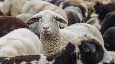 اصلاح نژاد گوسفند زنده