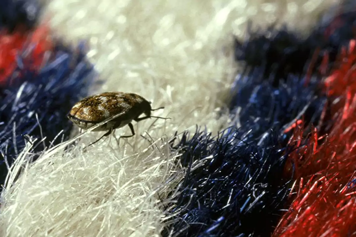 carpet beetle