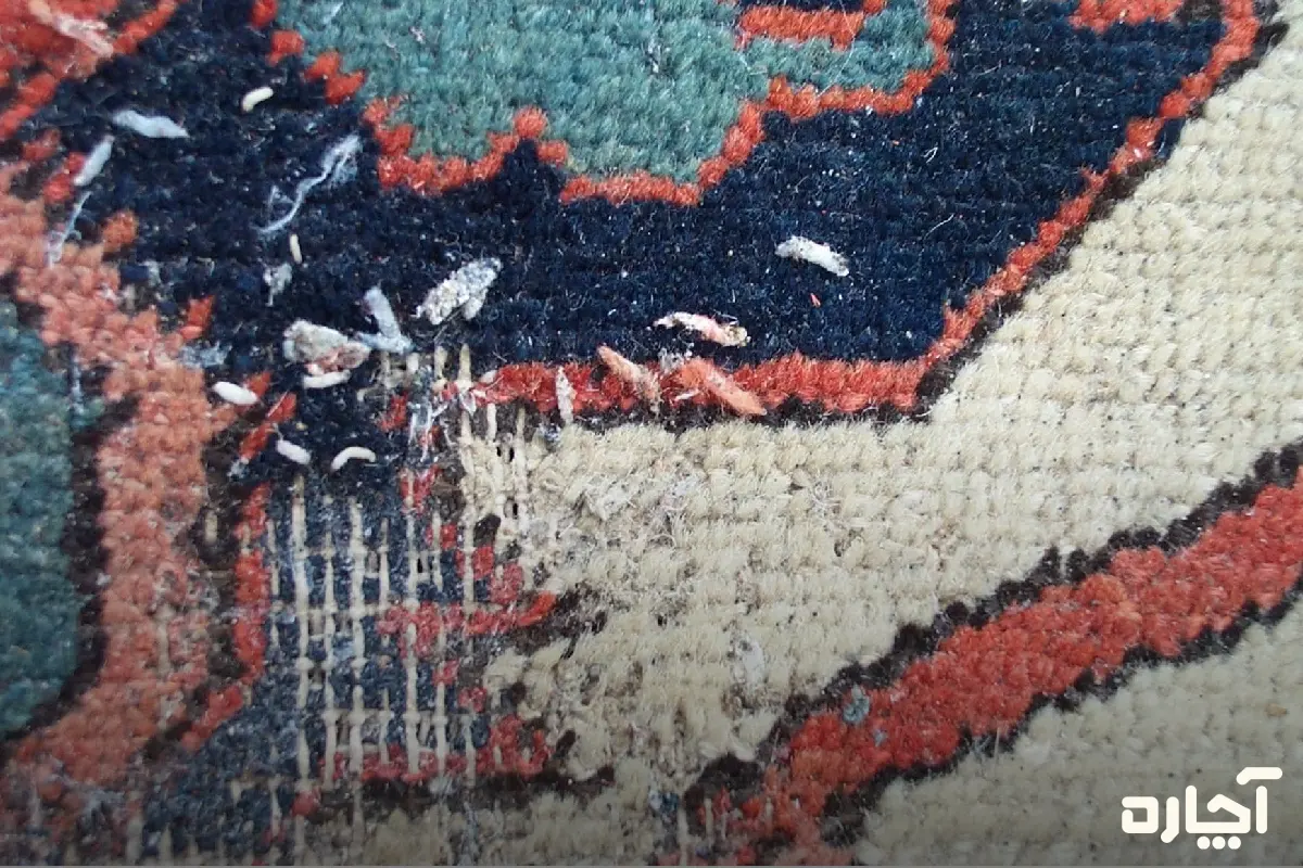 پوسیدگی فرش به دلیل حشرات