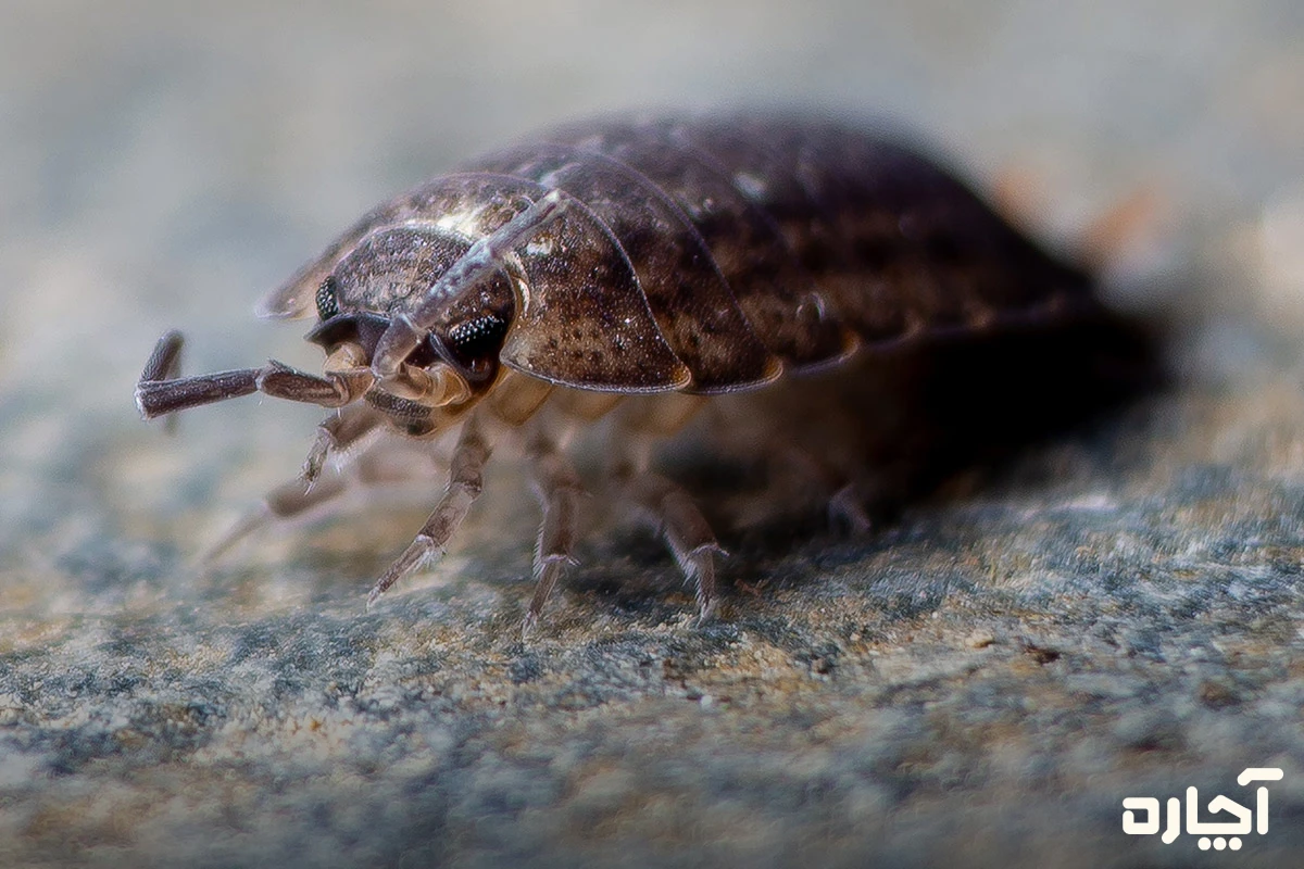 نحوه نگهداری از فرش ابریشمی و جلوگیری از بیدزدگی