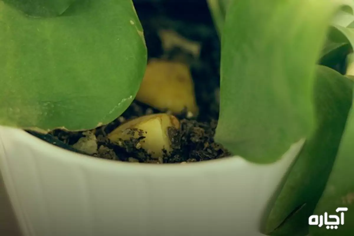 برش‌های سیب‌زمینی برای از بین بردن پشه گلدان