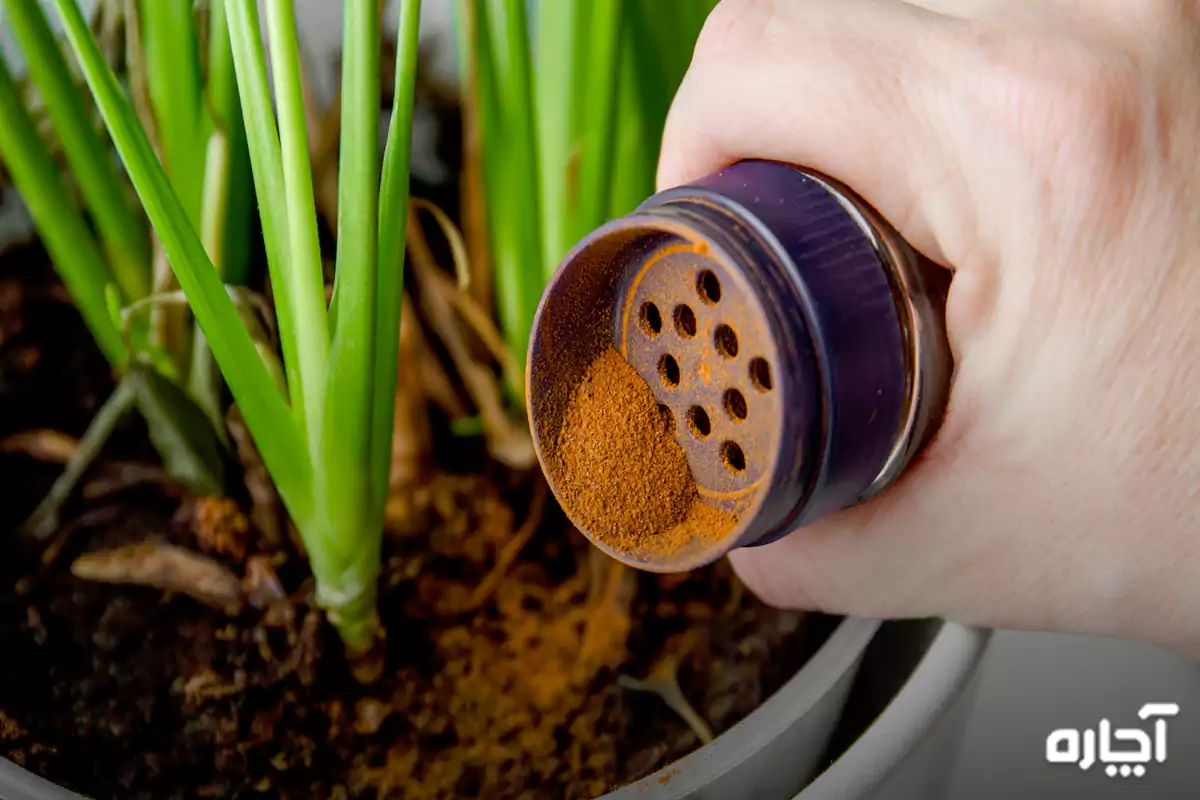 بهترین سم برای از بین بردن پشه گلدان 