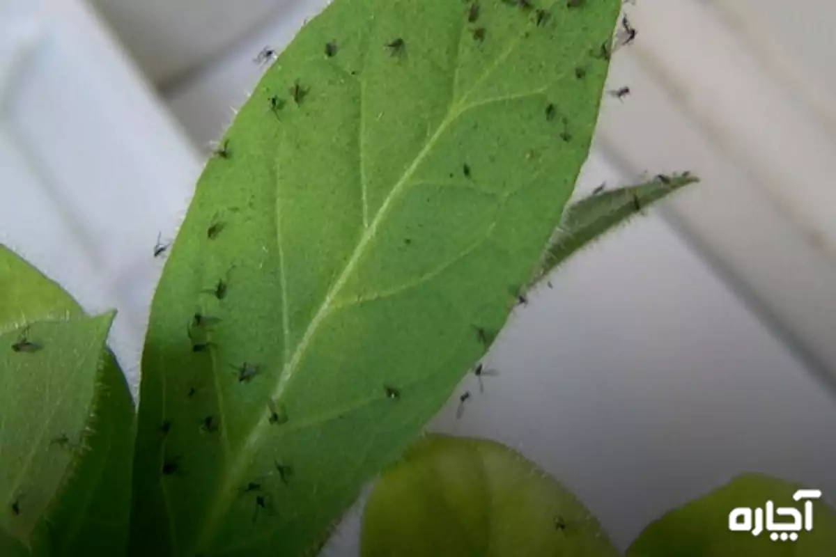 بهترین سم برای از بین بردن پشه گلدان