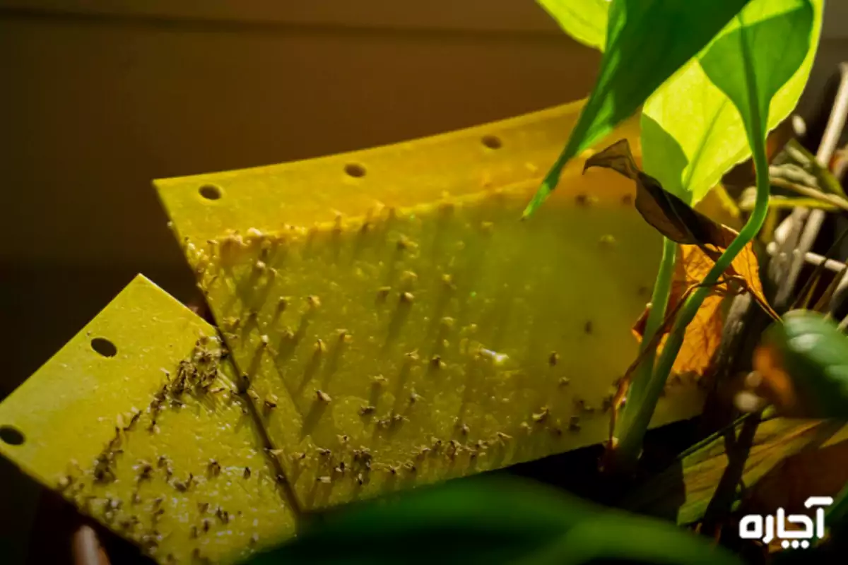 تله‌های چسبنده زرد برای از بین بردن پشه گلدان