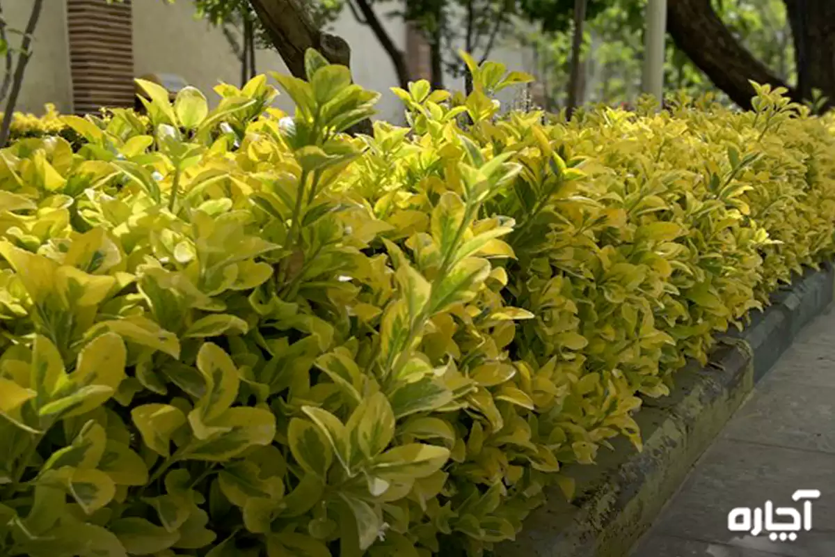 شمشاد برای گل باغچه ای چهار فصل