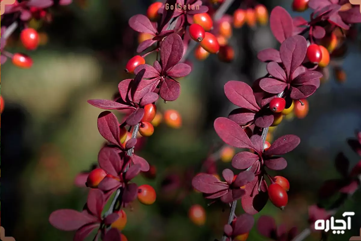 گل زرشک برای گل باغچه ای چهار فصل