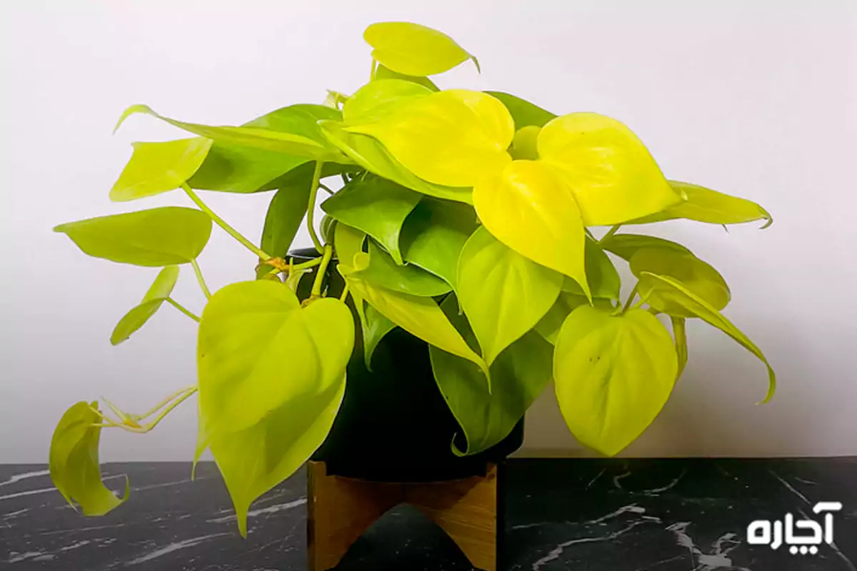 فیلودندرون نئون