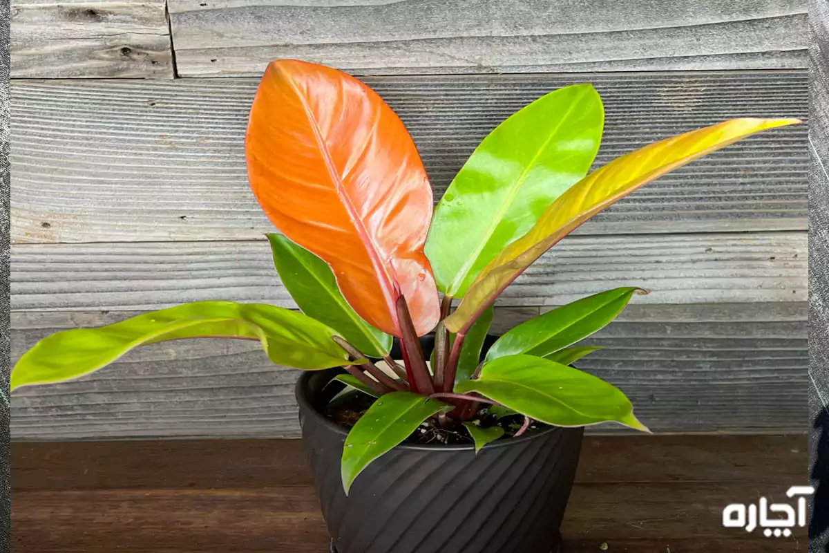 انواع گل فیلودندرون پرتقالی