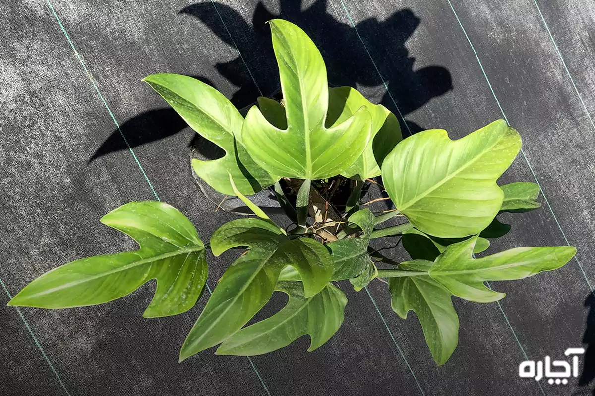 فیلودندرون گوش گرگی