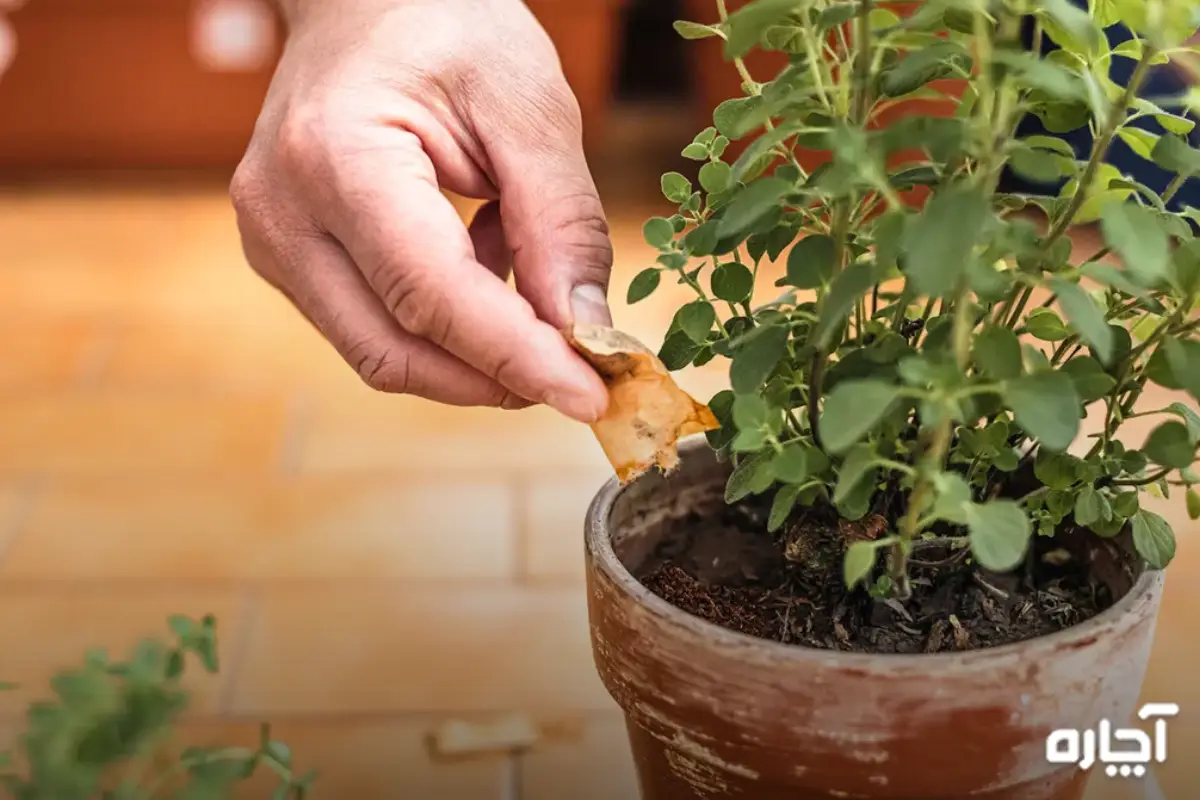 مضرات تفاله چای برای گیاهان 