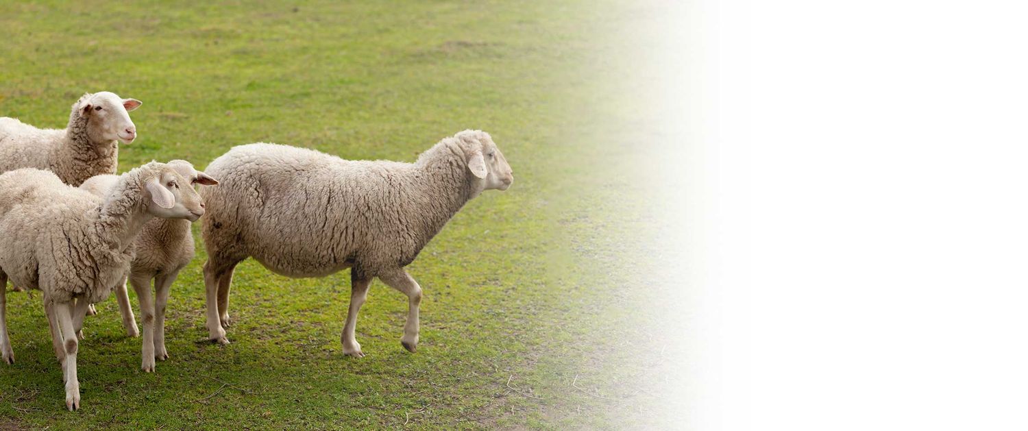 قیمت خرید گوسفند زنده