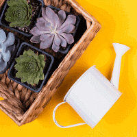 خدمات باغبانی و فضای سبز