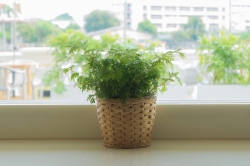 تصویر کاشت و تعویض گلدان