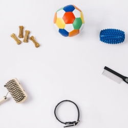 تصویر خدمات تربیتی حیوانات خانگی